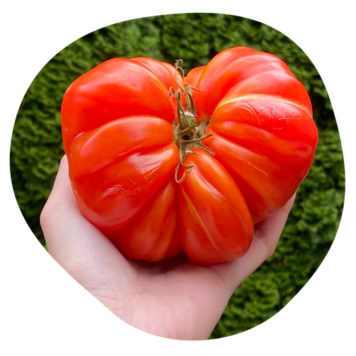 Peculiar-shaped large tomato