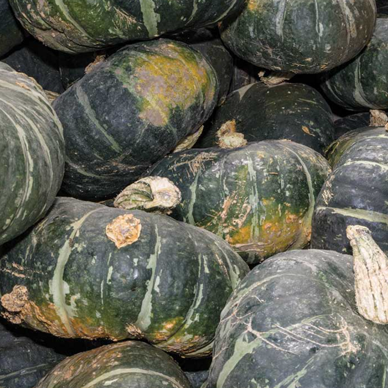 buttercup-squash