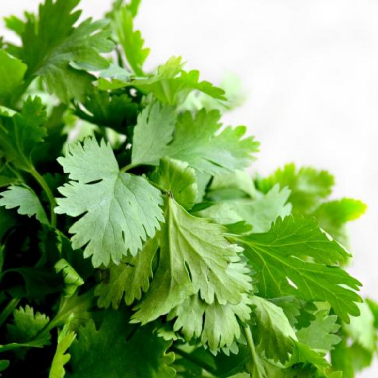 cilantro