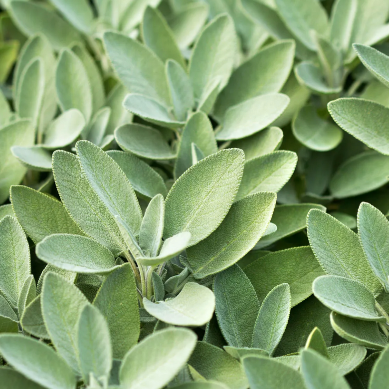 sage