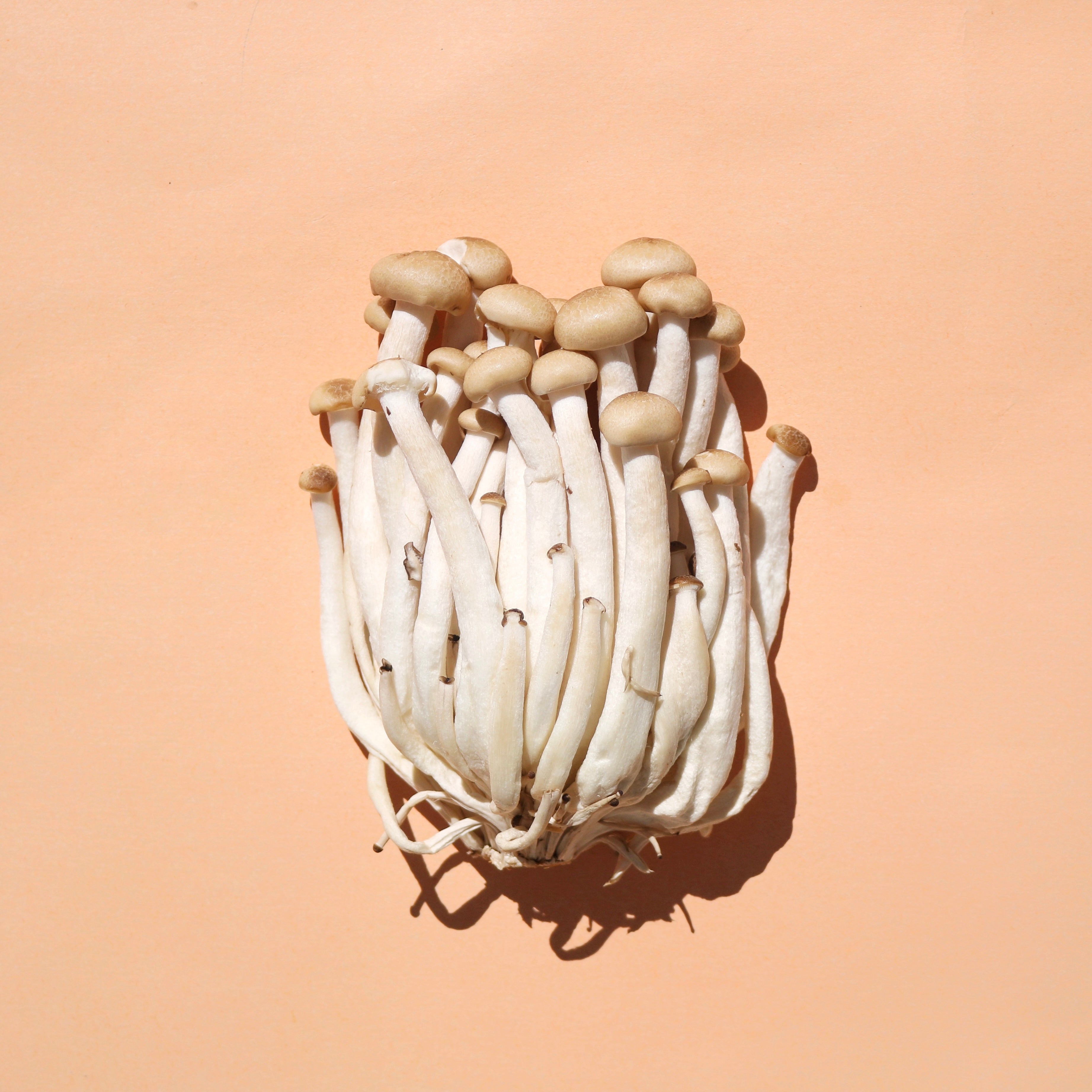 Mushrooms, Shimeji Peko