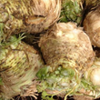 Celeriac Root