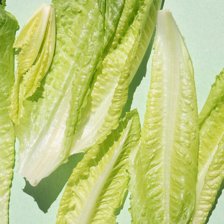 lettuce-1
